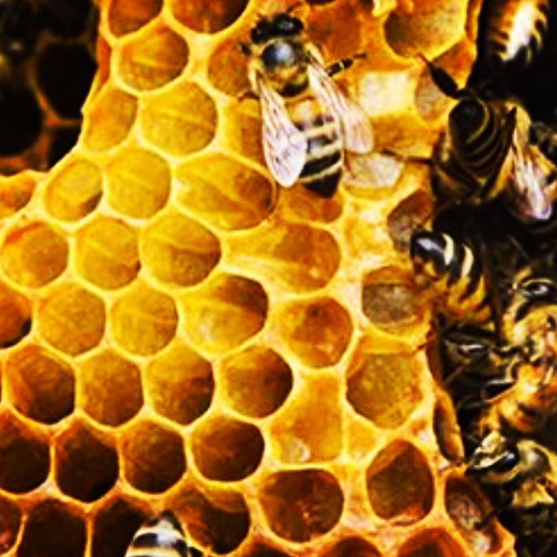 LARGE HONEYCOMB NECKLACE WITH BEE.